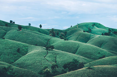 Scenic view of agricultural field against sky