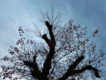 Low angle view of silhouette tree against sky