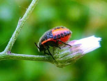 Close-up of insect on flower