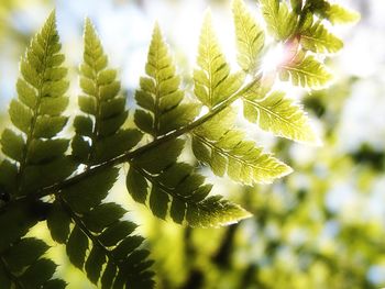Low angle view of leaves