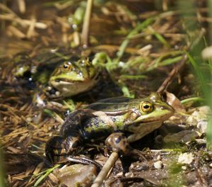 Close-up of frog