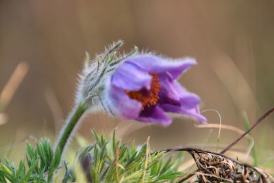 Close-up of purple flowering plant