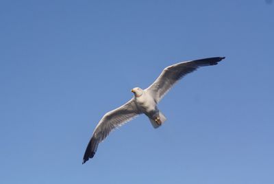 Seagull flying with the sky background