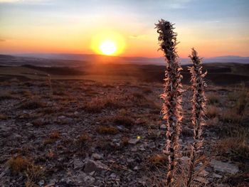 Scenic view of landscape at sunset