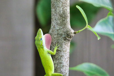 Close-up of lizard on leaf