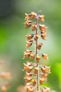 Close-up of wilted flower of the red hot basil