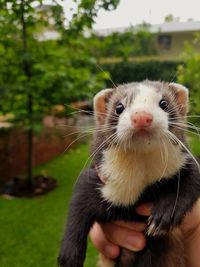 Close-up of hand holding ferret