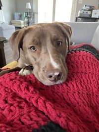 Close-up of dog laying on crocheted blanket 