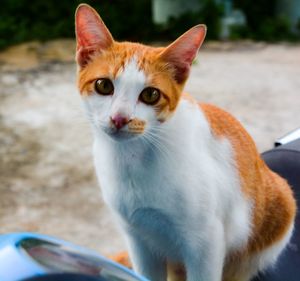 Portrait of ginger cat sitting outdoors