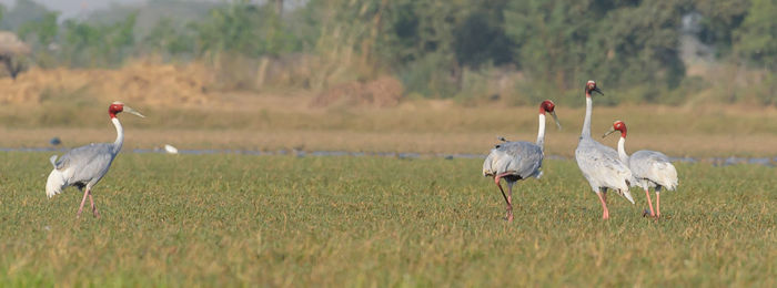 animal wildlife