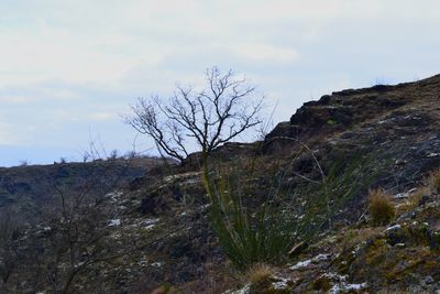 Bare tree on landscape against sky