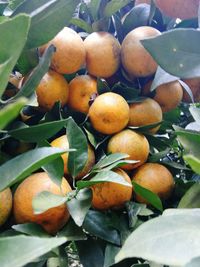 Close-up of fruits growing on tree