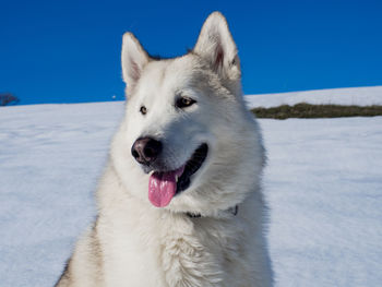 Close-up of dog on snow covered land