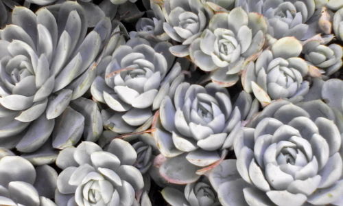 Full frame shot of white flower