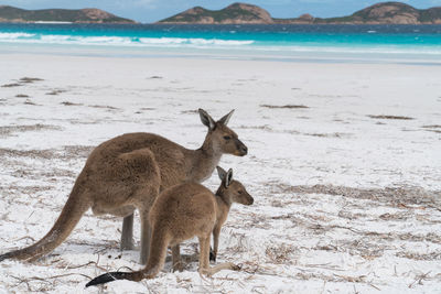 Kangaroos on the white beach of lucky bay, cape le grand national park, western australia