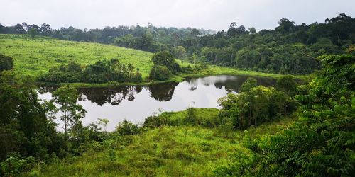 Scenic view of lake amidst trees in forest against sky