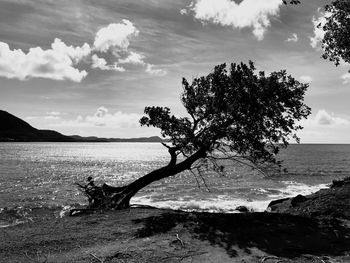 Tree in sea against sky
