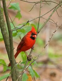 Close-up of bird perching on branch