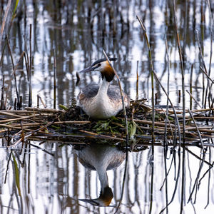 Great crested grebe nesting