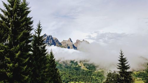 Scenic view of pine trees against sky