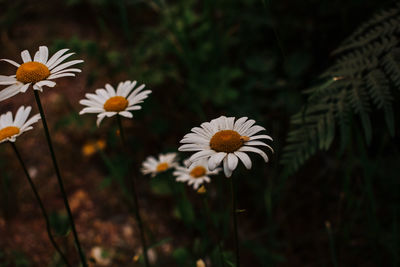 Close-up of white daisy flowers