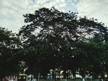 Low angle view of trees in city