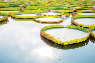 High angle view of various floating on water in swimming pool