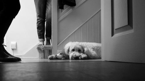 Low section of people standing by dog at home