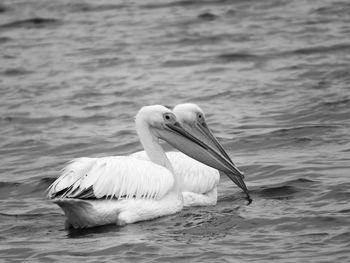 Close-up of pelican swimming in lake