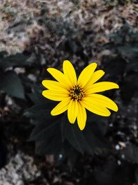 Close-up of yellow flower against blurred background