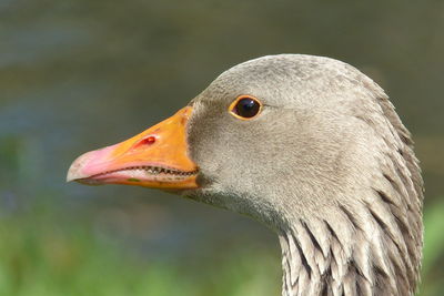 Close-up of a bird