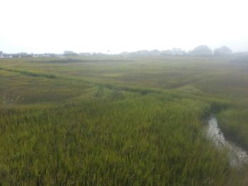 Scenic view of grassy field