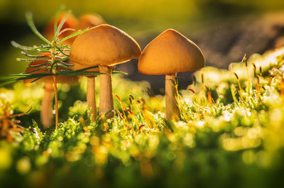 Close-up of mushrooms growing in forest