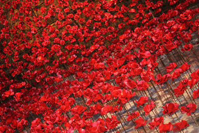 High angle view of red flowering plants on field