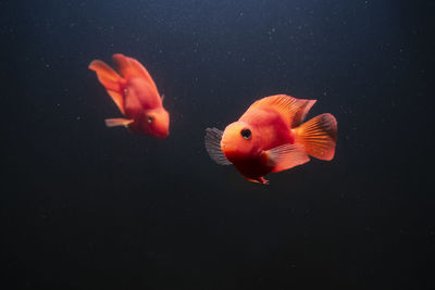 Red blood parrot cichlid fish are swimming on dark background