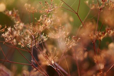 Close-up of flowering plants on field