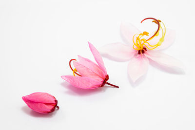 Close-up of pink flower over white background