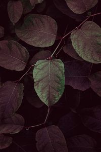 High angle view of autumnal leaves