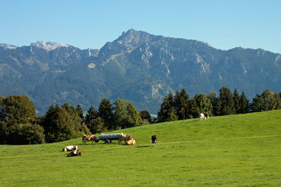 View of sheep grazing in field