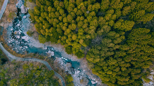 High angle view of yellow tree by water