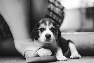 Low section of person with dog relaxing at home