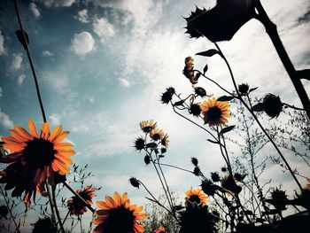 Low angle view of flowers blooming against sky