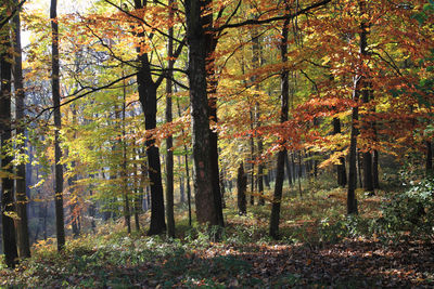 View of trees in forest during autumn