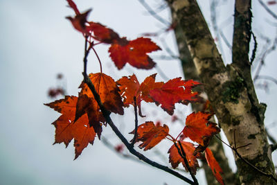 Close-up of maple leaves on tree