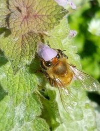 Close-up of insect on flower