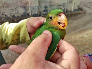 Close-up of a hand holding parrot