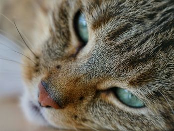 Close-up portrait of cat