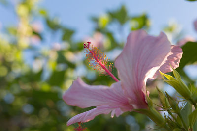 Pink hibiscus rosa-sinensis- beautiful flowering plant