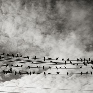 Low angle view of birds perching on power line