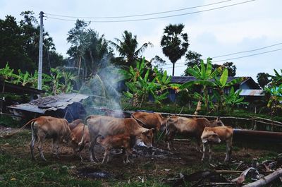 Cows on field against sky